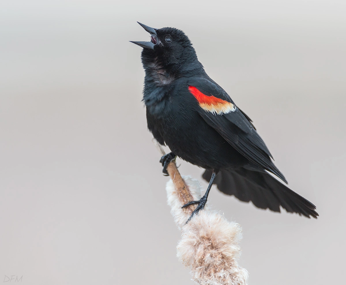 Nikon AF-S Nikkor 500mm F4D ED-IF II sample photo. Red-winged blackbird photography