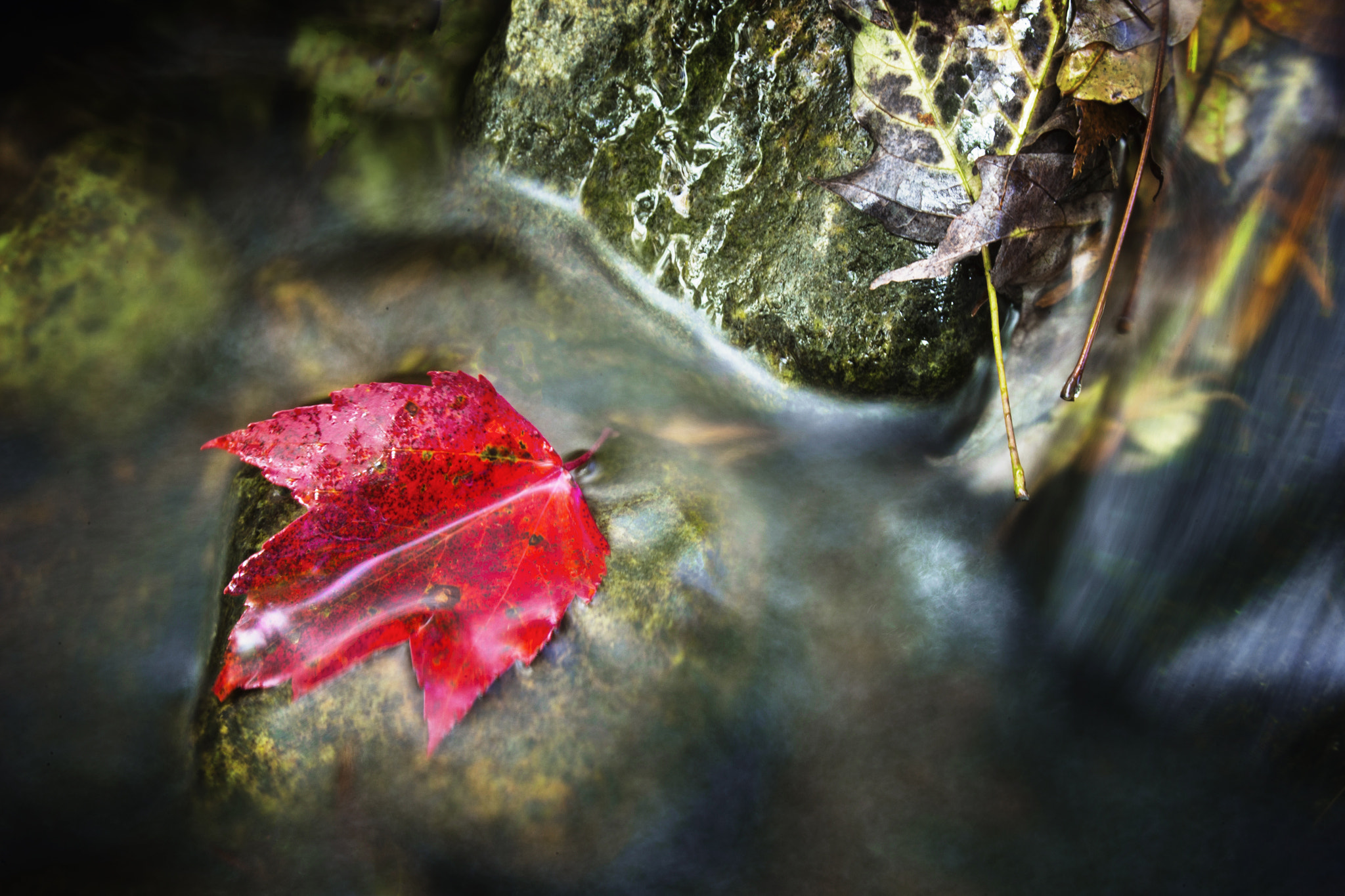 Canon EOS-1D X sample photo. Leaf on a rock of course photography