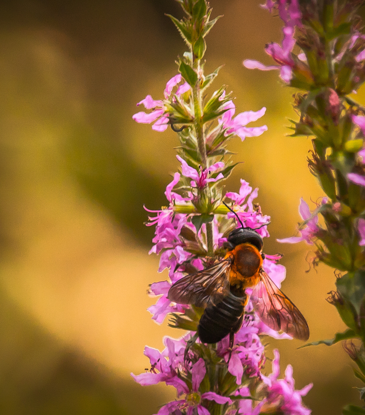 Canon EOS 760D (EOS Rebel T6s / EOS 8000D) sample photo. Bee photography