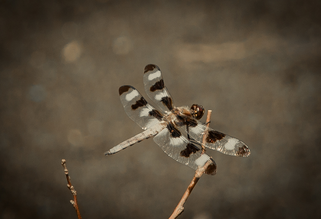 Canon EOS 760D (EOS Rebel T6s / EOS 8000D) sample photo. Dfly photography
