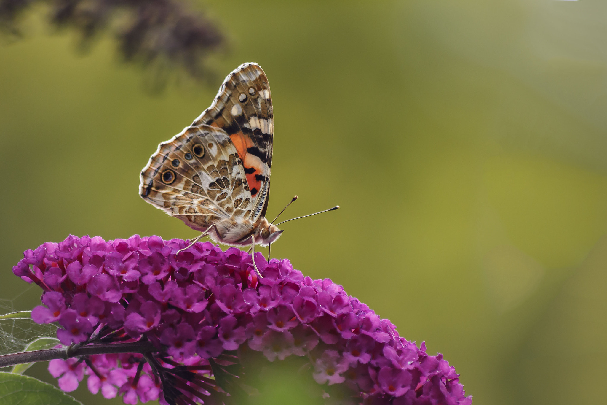 Canon EOS 450D (EOS Rebel XSi / EOS Kiss X2) sample photo. Painted lady photography