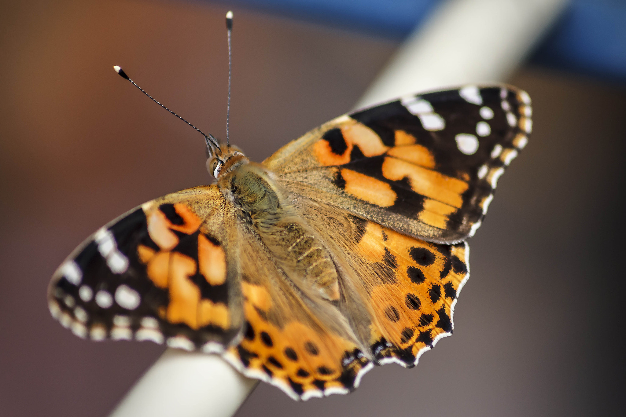 Canon EOS 450D (EOS Rebel XSi / EOS Kiss X2) sample photo. Painted lady 2 photography