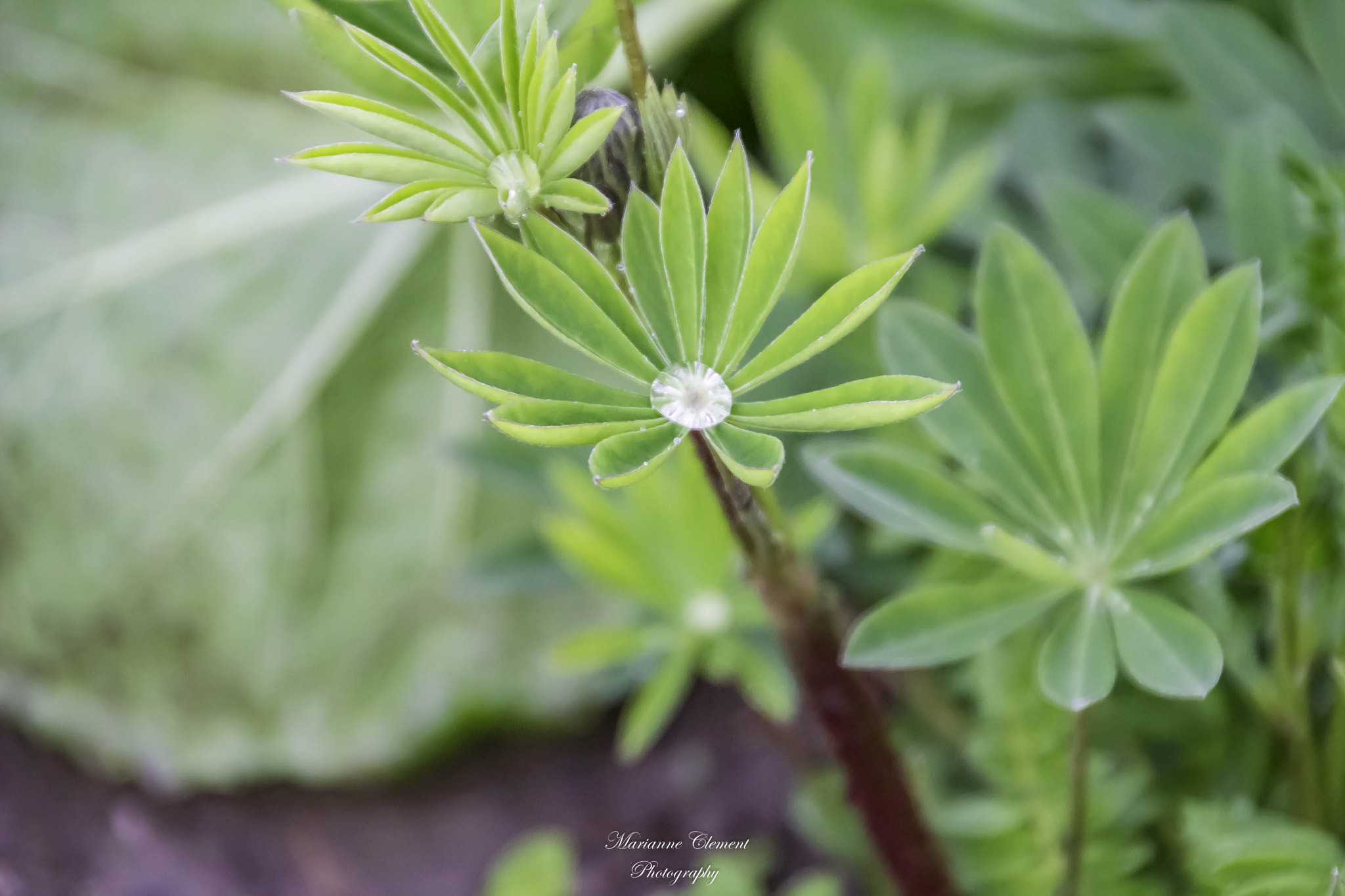 Canon EOS 1200D (EOS Rebel T5 / EOS Kiss X70 / EOS Hi) sample photo. Rain catcher photography