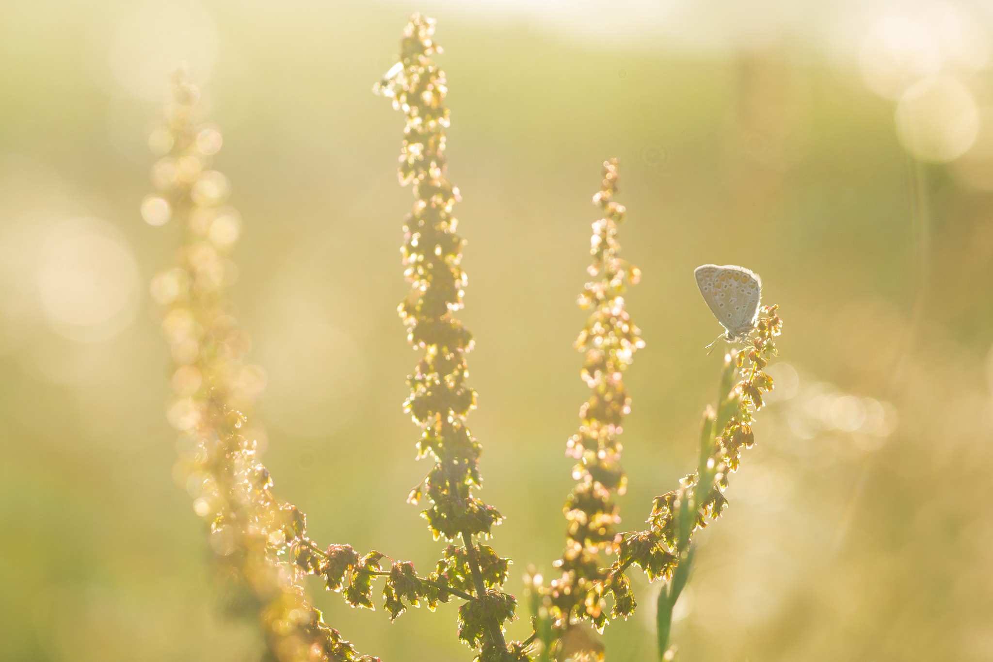 Nikon D3100 + Sigma 150mm F2.8 EX DG Macro HSM sample photo. Morning photography