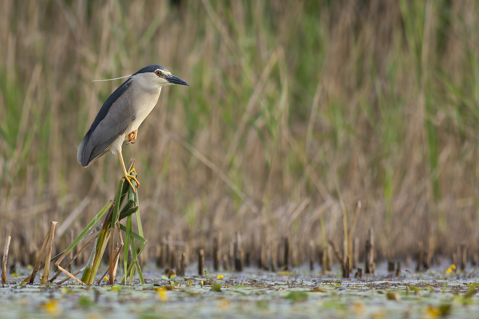 Canon EF 400mm F5.6L USM sample photo. Night heron photography
