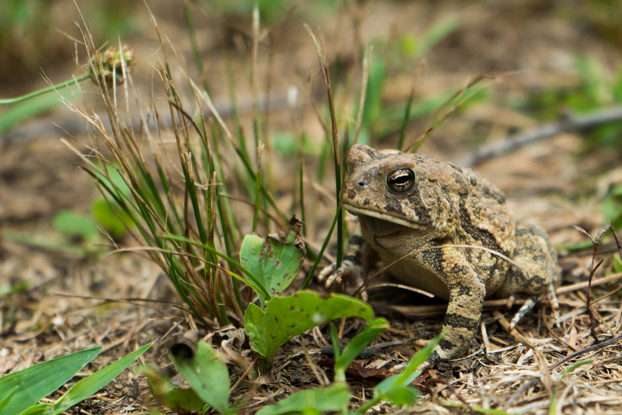 Sony a7S II + Sony FE 28-70mm F3.5-5.6 OSS sample photo. Grumpy frog photography