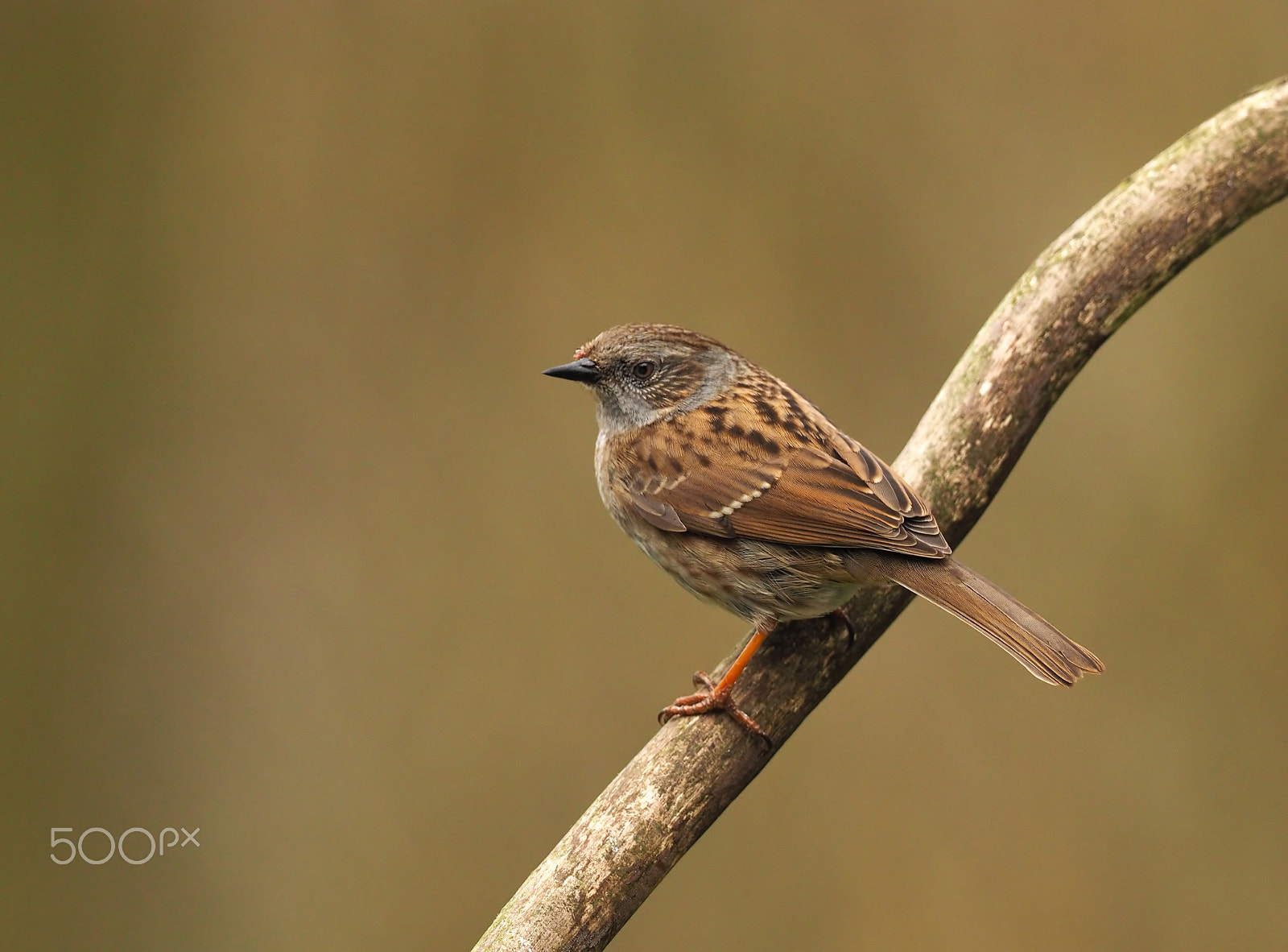 Olympus OM-D E-M1 + M.300mm F4.0 + MC-14 sample photo. Dunnock photography