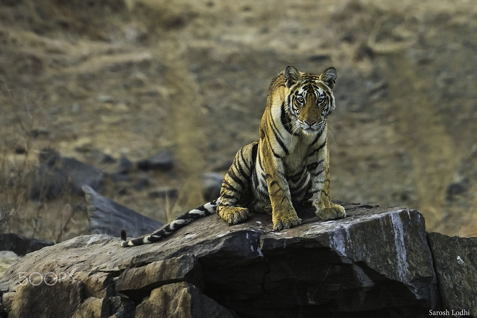 Canon EF 400mm F2.8L IS USM sample photo. Intense photography