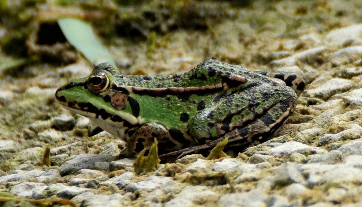 Samsung NX500 + NX 50-200mm F4-5.6 sample photo. Frog photography
