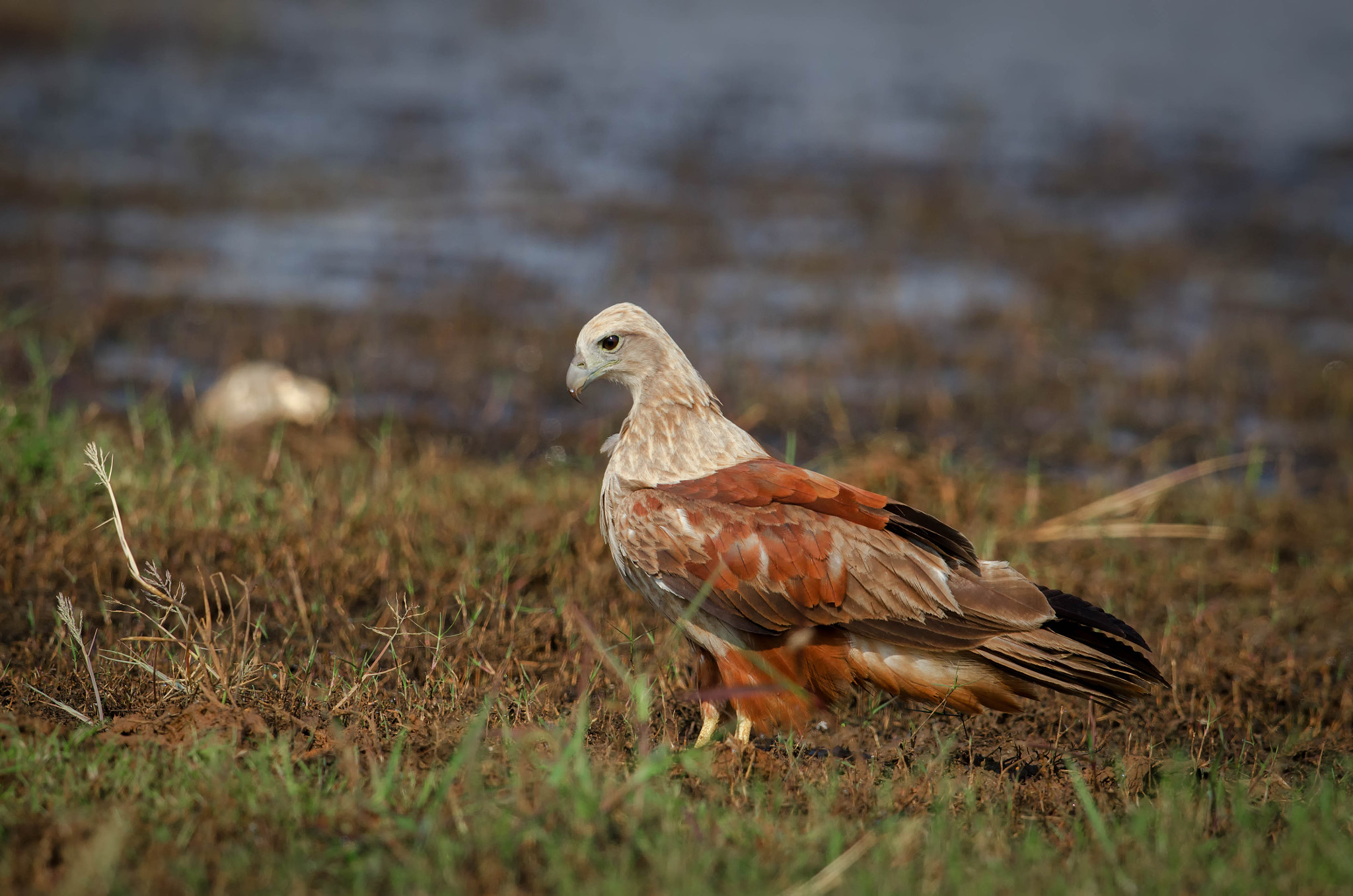 Nikon AF-S Nikkor 500mm F4G ED VR sample photo. Brahminy kite photography