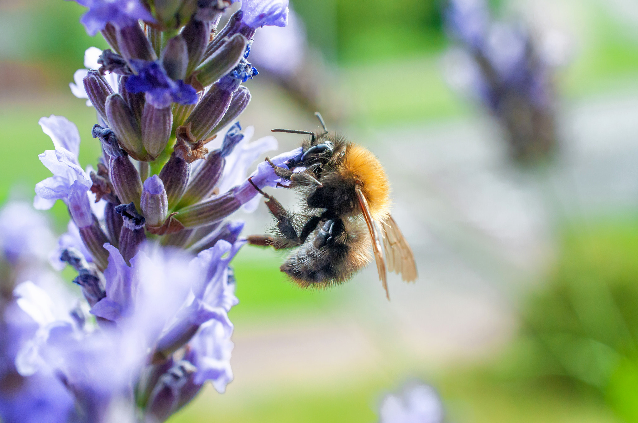 Nikon AF-S DX Micro Nikkor 40mm F2.8 sample photo. Busy bumblebee on our balcony photography