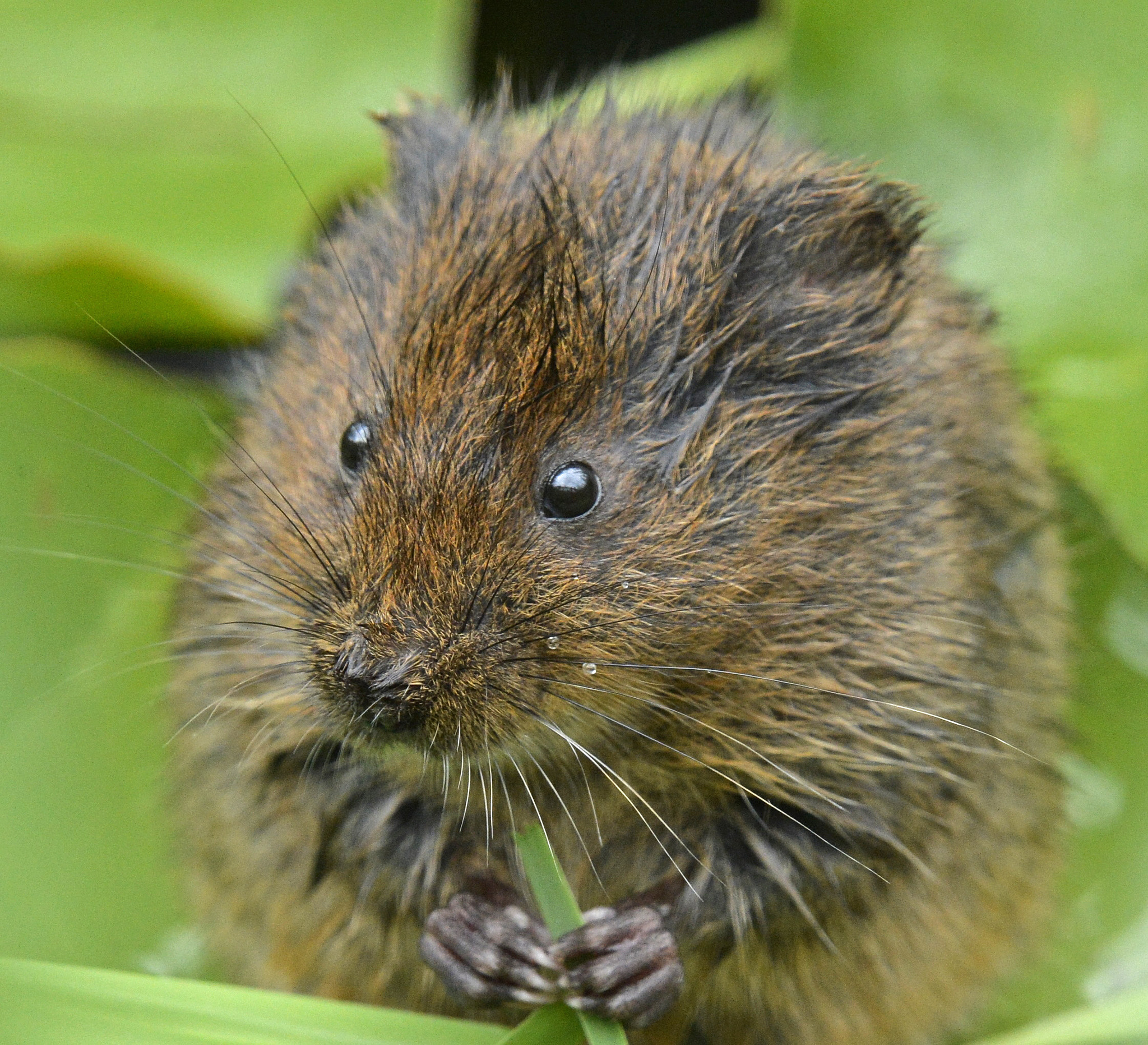 Nikon AF-S Nikkor 200-500mm F5.6E ED VR sample photo. Water vole photography
