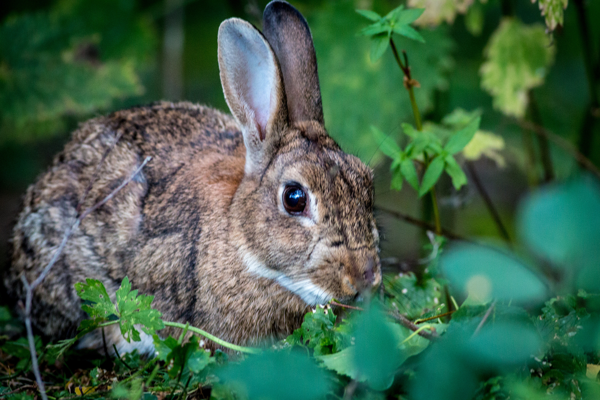 Canon EOS 70D + Canon EF 400mm F5.6L USM sample photo. Wild rabbit photography