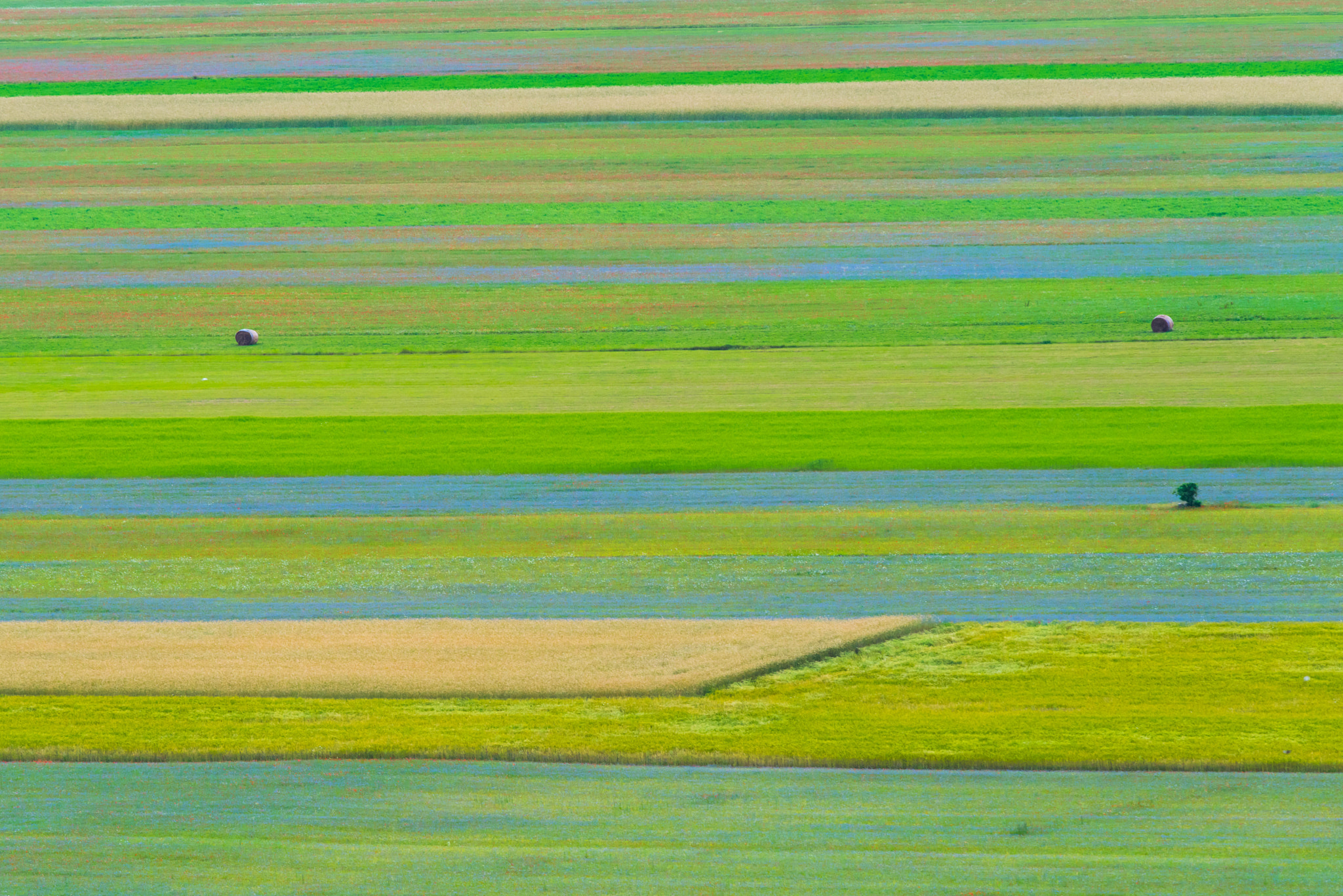 Nikon D810 + Nikon AF-S Nikkor 300mm F4D ED-IF sample photo