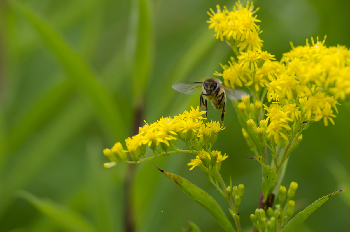 Nikon D7000 + Sigma 150mm F2.8 EX DG Macro HSM sample photo. Buzzing bee photography