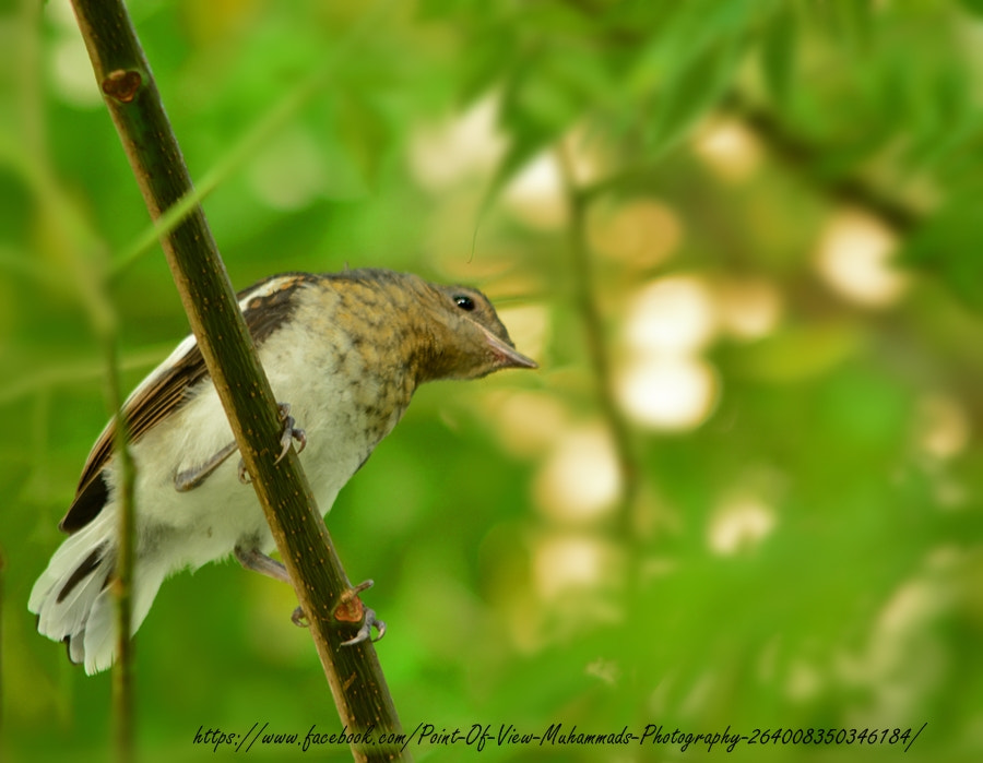 Nikon D7100 + Nikon AF Nikkor 20mm F2.8D sample photo. Chick photography