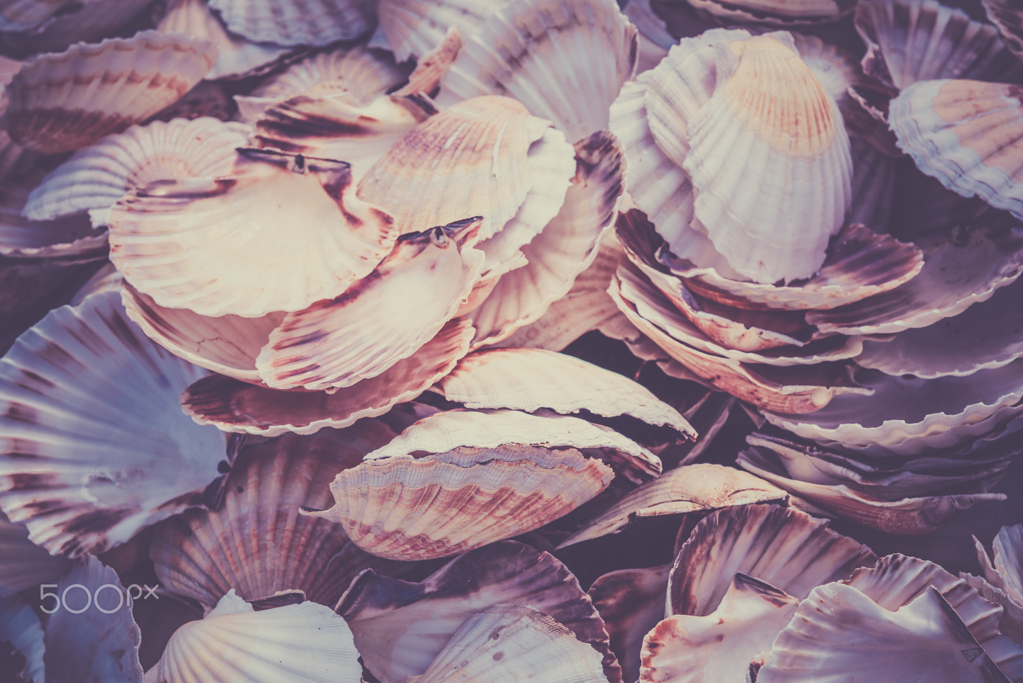 Scallop shells heap