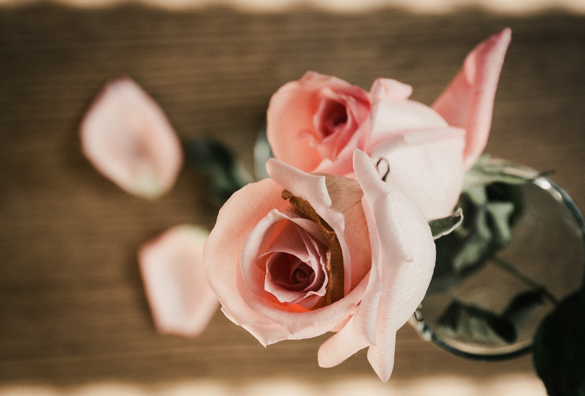 Sigma 17-70mm F2.8-4 DC Macro OS HSM | C sample photo. Rosa photography