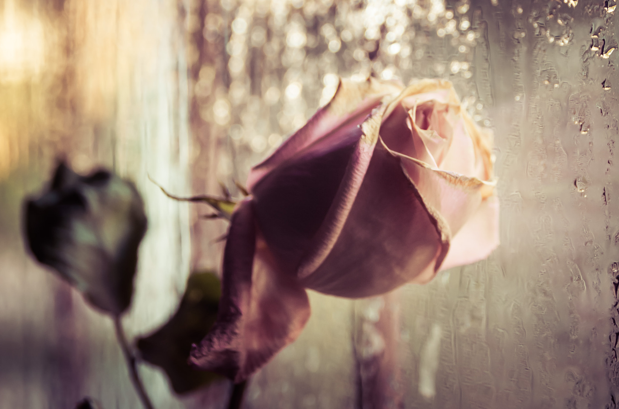 Sigma 17-70mm F2.8-4 DC Macro OS HSM | C sample photo. Rosa photography