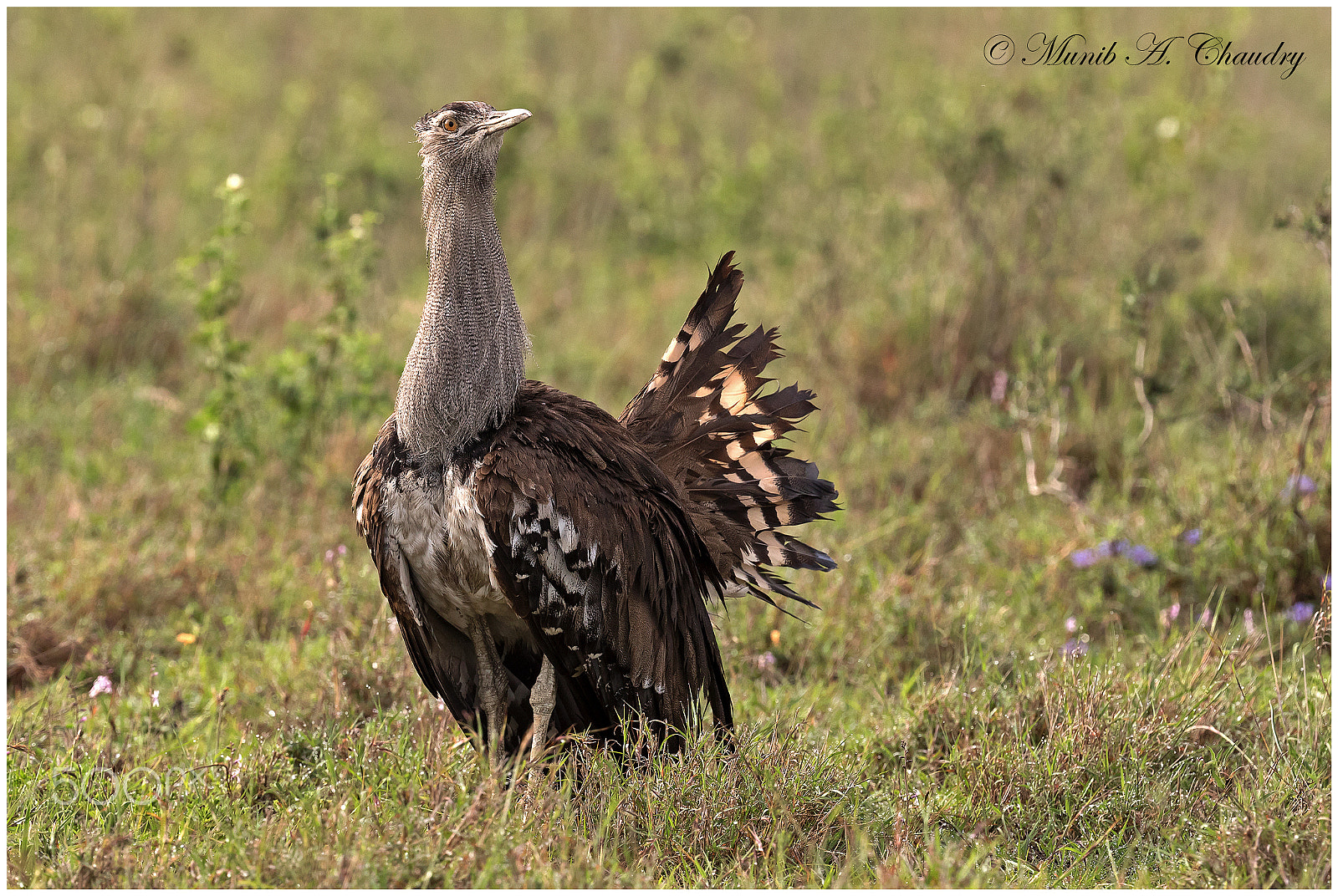 Canon EOS 7D Mark II + Canon EF 200-400mm F4L IS USM Extender 1.4x sample photo. The king bustard! photography
