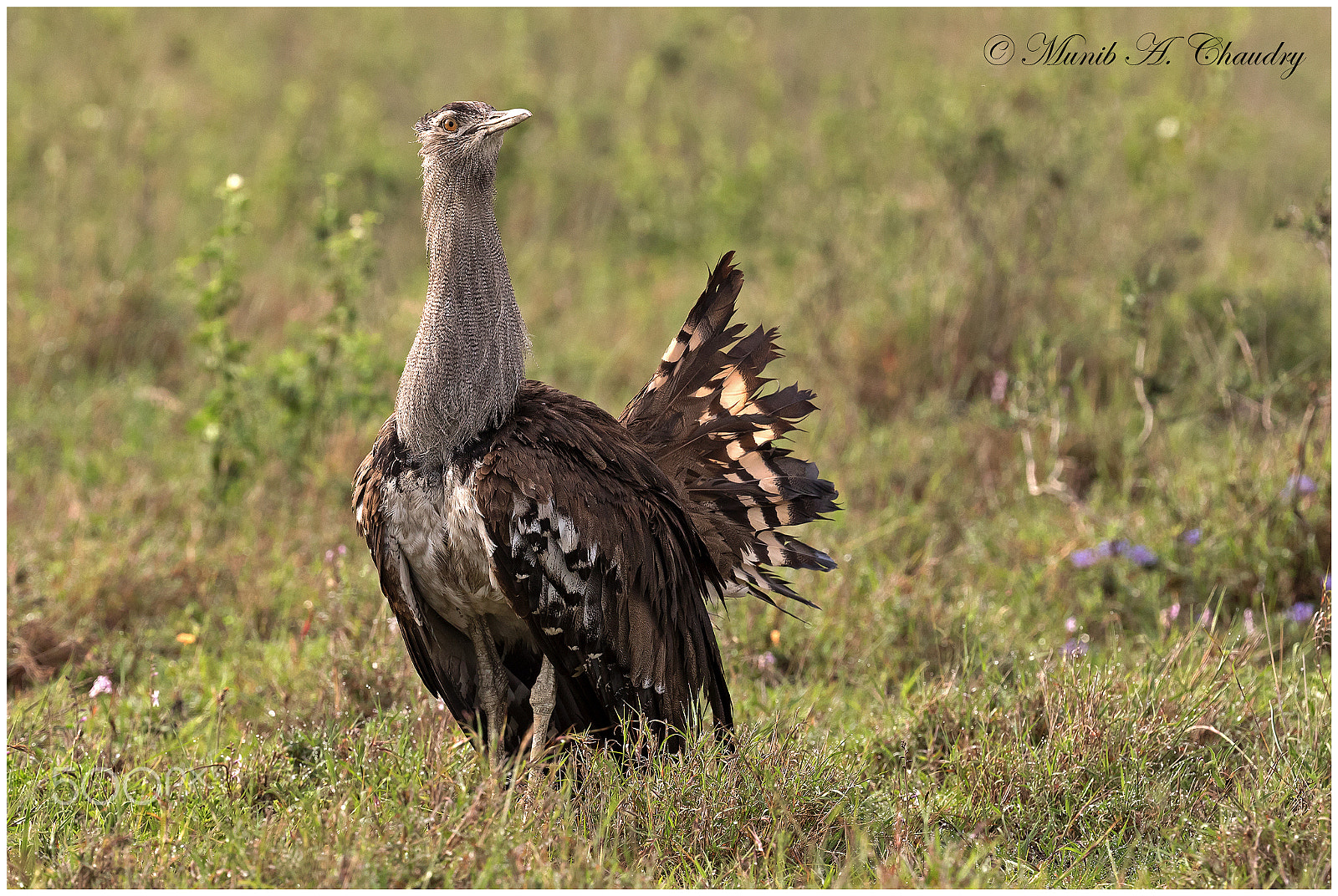 Canon EF 200-400mm F4L IS USM Extender 1.4x sample photo. The king bustard! photography