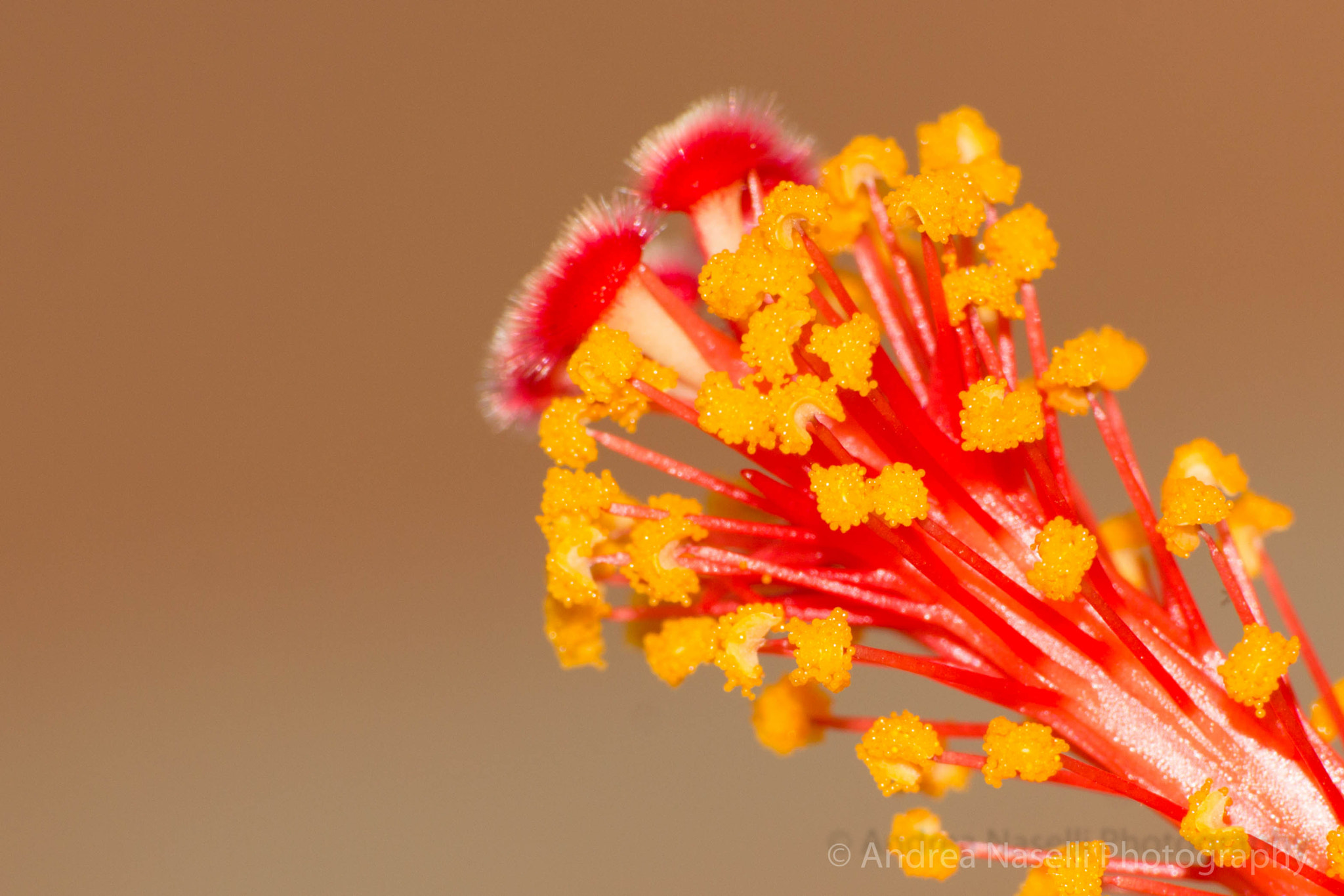 Tamron SP 35mm F1.8 Di VC USD sample photo. Little big flower photography