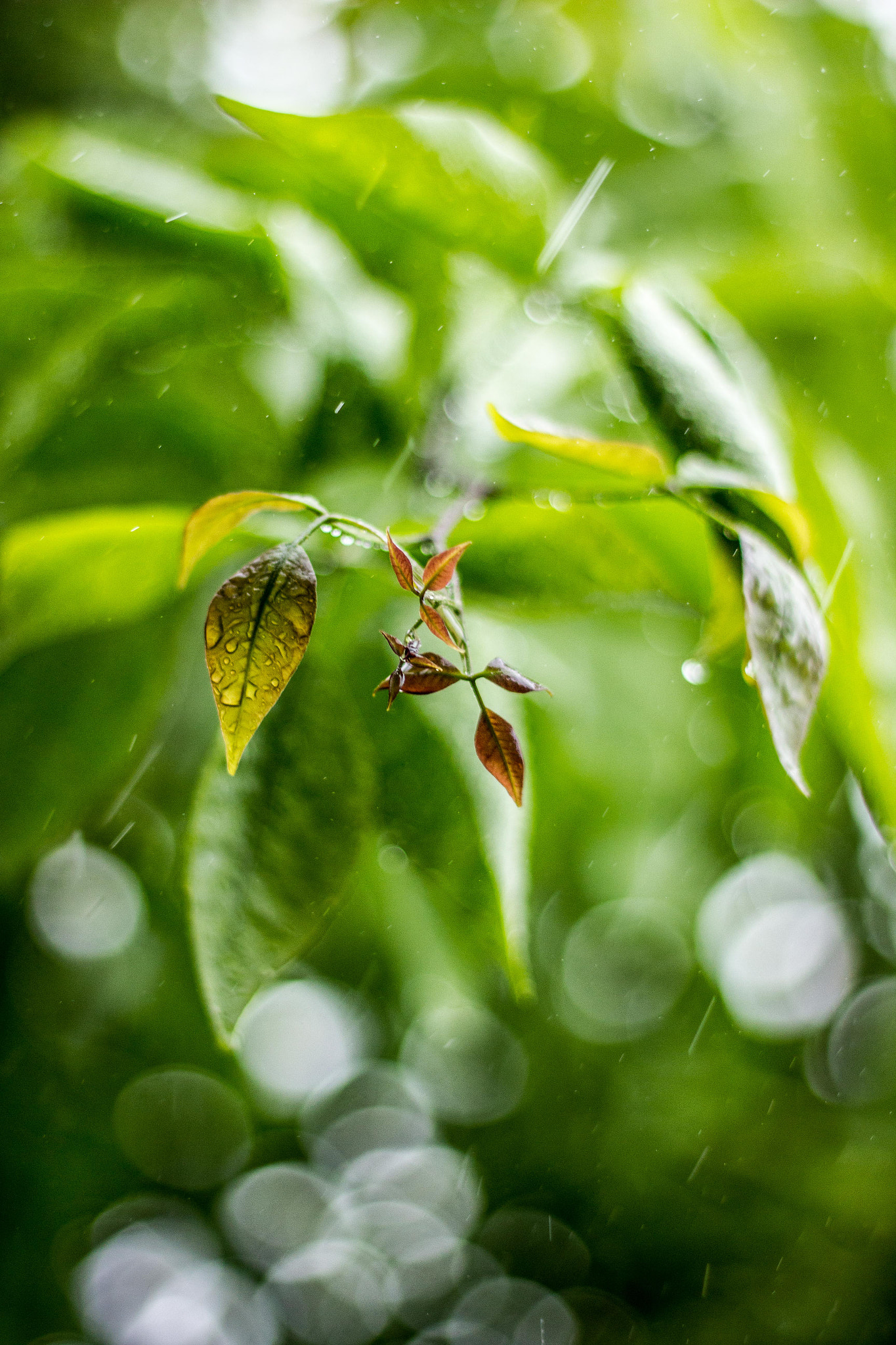 Canon EOS 550D (EOS Rebel T2i / EOS Kiss X4) + Canon EF 50mm F1.8 II sample photo. Leaf that survived photography