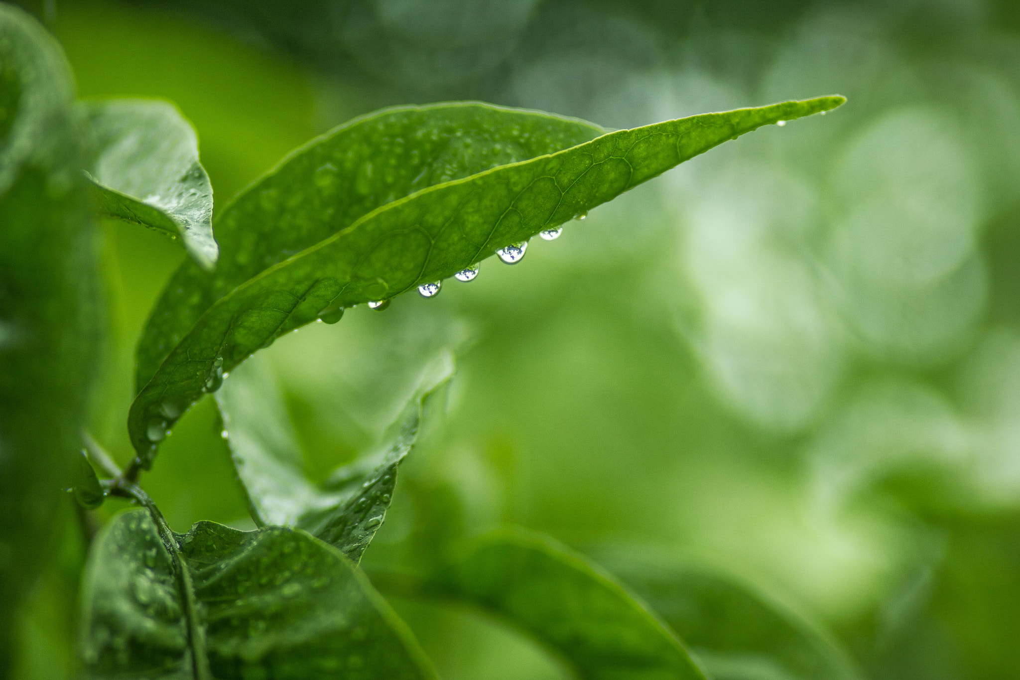 Canon EF 100mm F2.0 USM sample photo. Dew drops photography