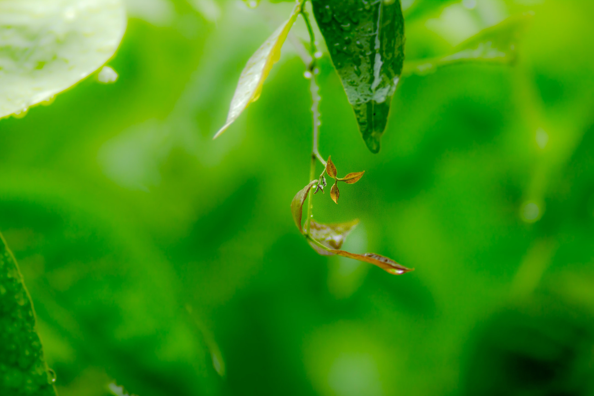 Canon EF 100mm F2.0 USM sample photo. Little leaf in heavy rain photography