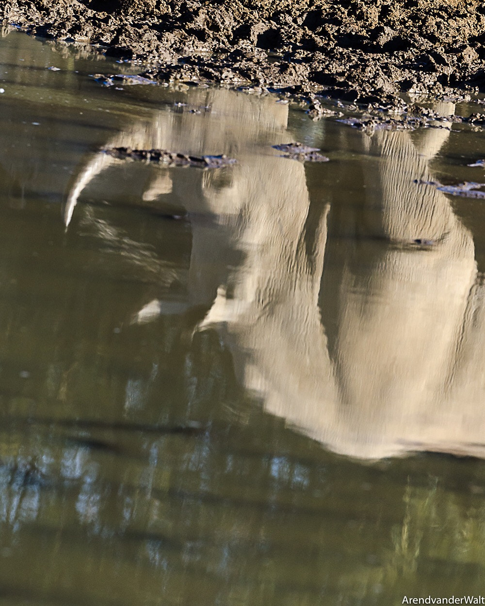 Nikon AF-S Nikkor 500mm F4G ED VR sample photo. White rhinoceros	 (ceratotherium simum) reflection photography
