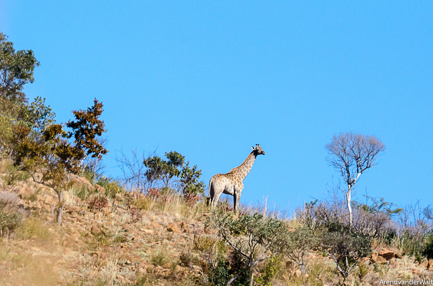 Nikon AF-S Nikkor 500mm F4G ED VR sample photo. Giraffe on a hill photography