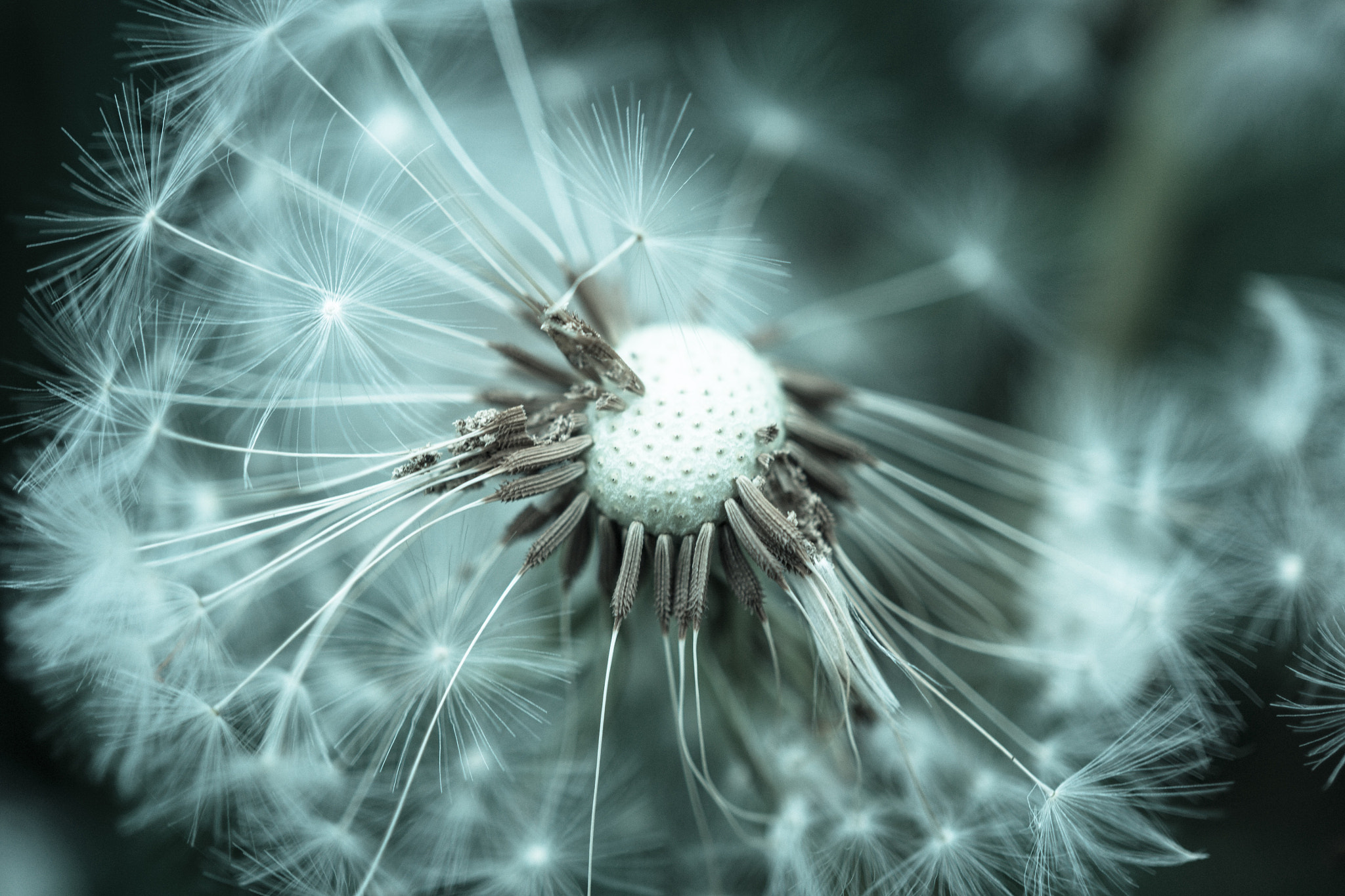 Sony a5100 + Sony E 30mm F3.5 Macro sample photo. Dandelion macro shot photography