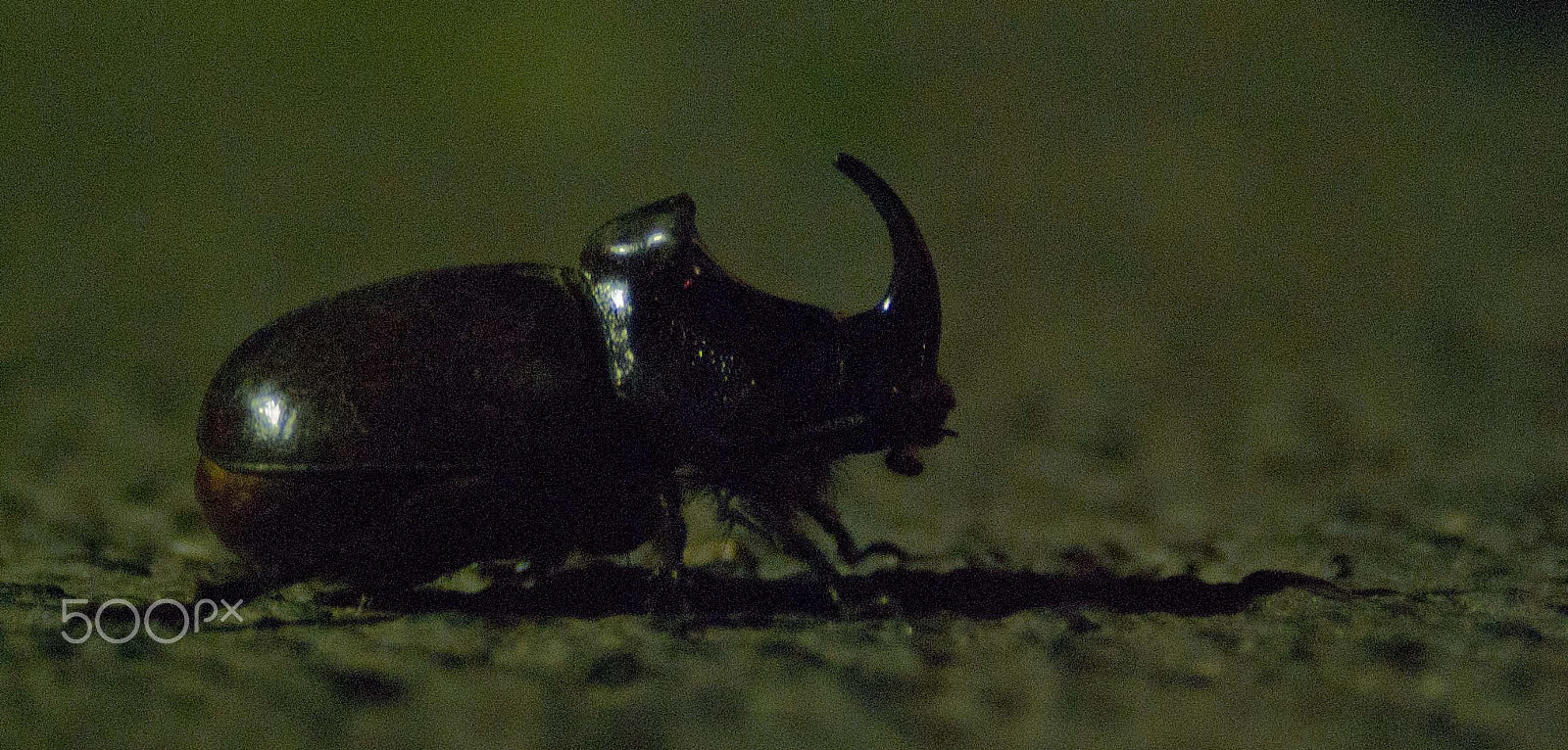 AF Zoom-Nikkor 28-80mm f/3.3-5.6G sample photo. The rhino beetle photography