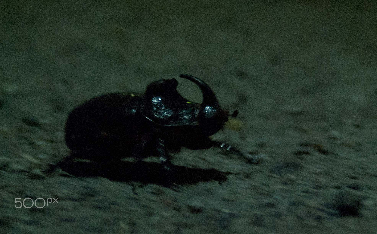 AF Zoom-Nikkor 28-80mm f/3.3-5.6G sample photo. The rhino beetle photography