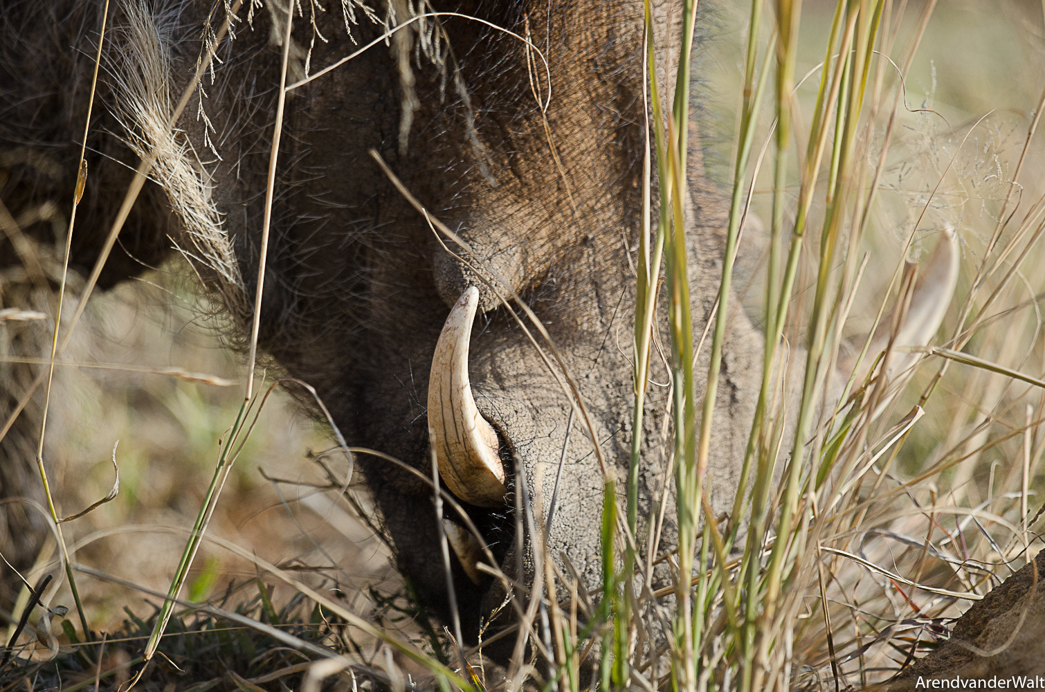 Nikon D7000 + Nikon AF-S Nikkor 500mm F4G ED VR sample photo. Warthog close up photography