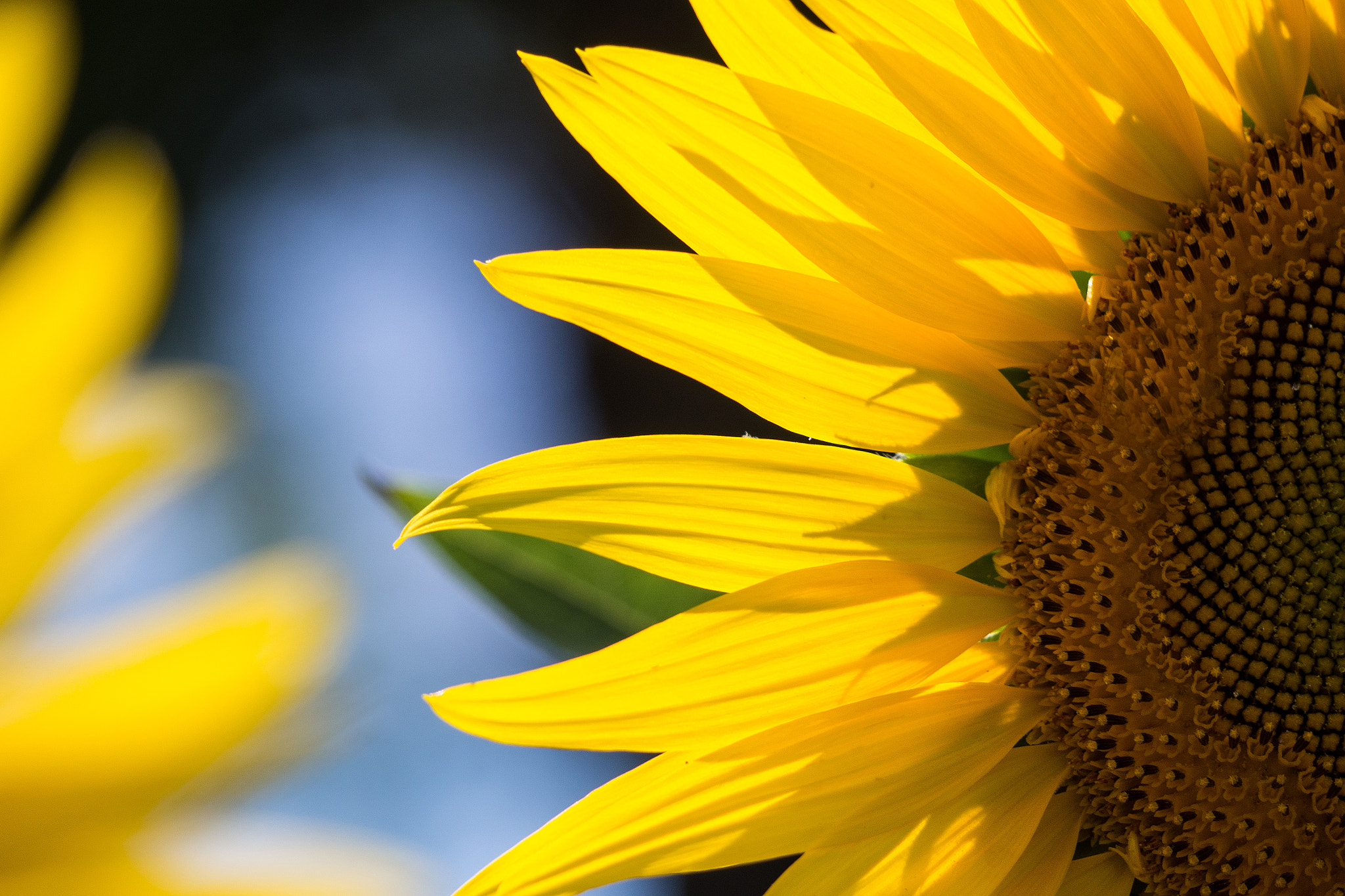 Olympus PEN E-PL5 sample photo. Sunflower photography