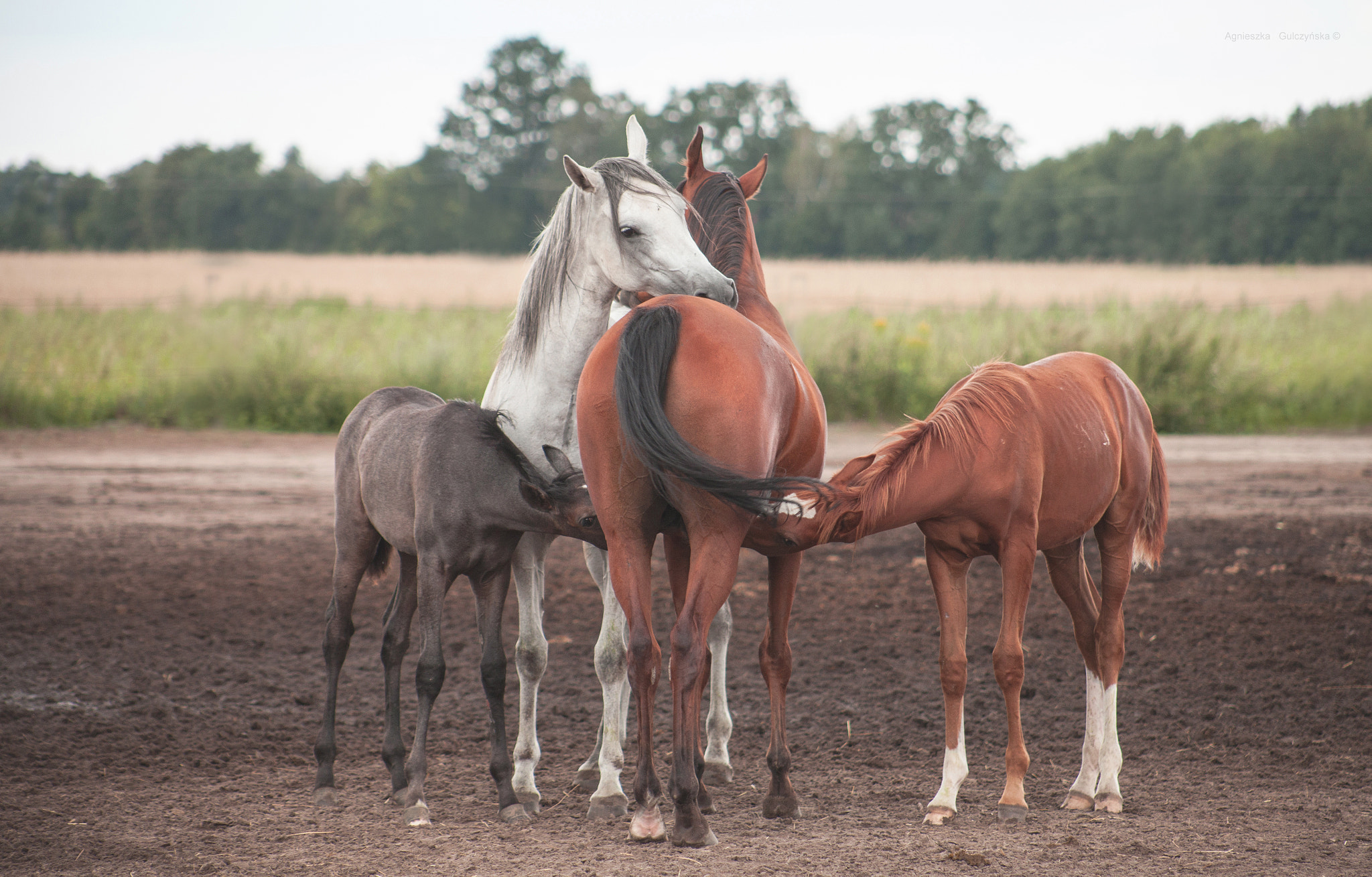 Canon EF 75-300mm f/4-5.6 USM sample photo. Horse family photography