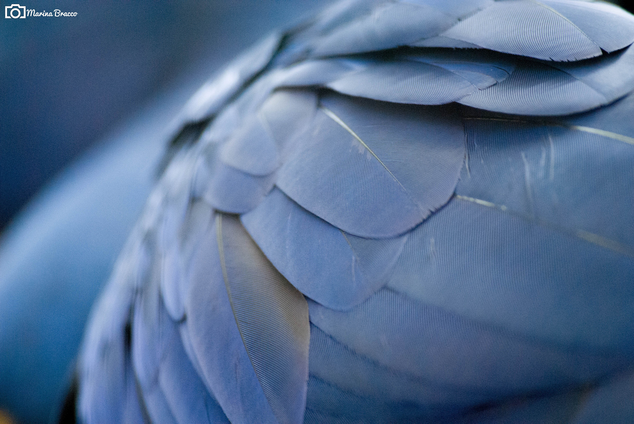 Nikon D3000 sample photo. Details photography