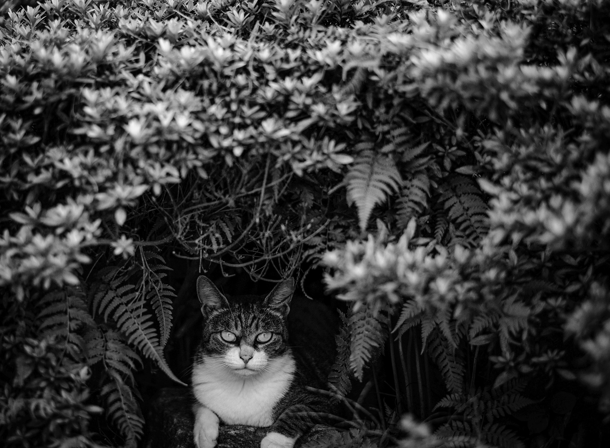 Leica APO-Summicron-M 90mm F2 ASPH sample photo