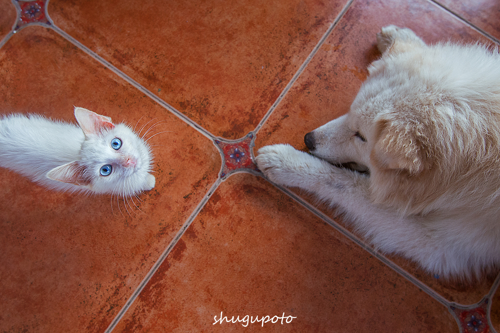 Nikon AF-S Nikkor 16-35mm F4G ED VR sample photo. 猫巢 photography
