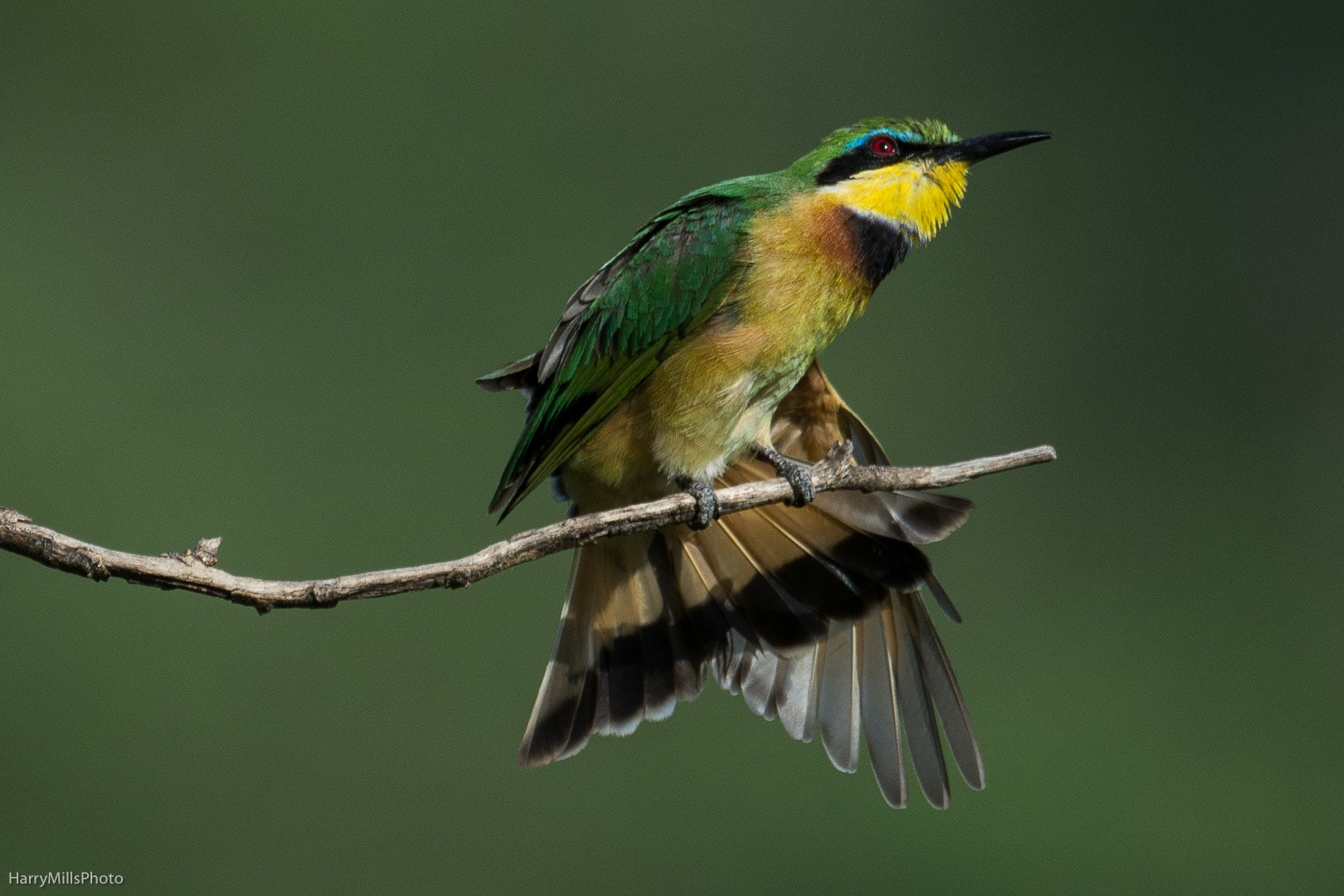 Nikon D7100 + Nikon AF-S Nikkor 80-400mm F4.5-5.6G ED VR sample photo. Little beeeater.  tanzania photography