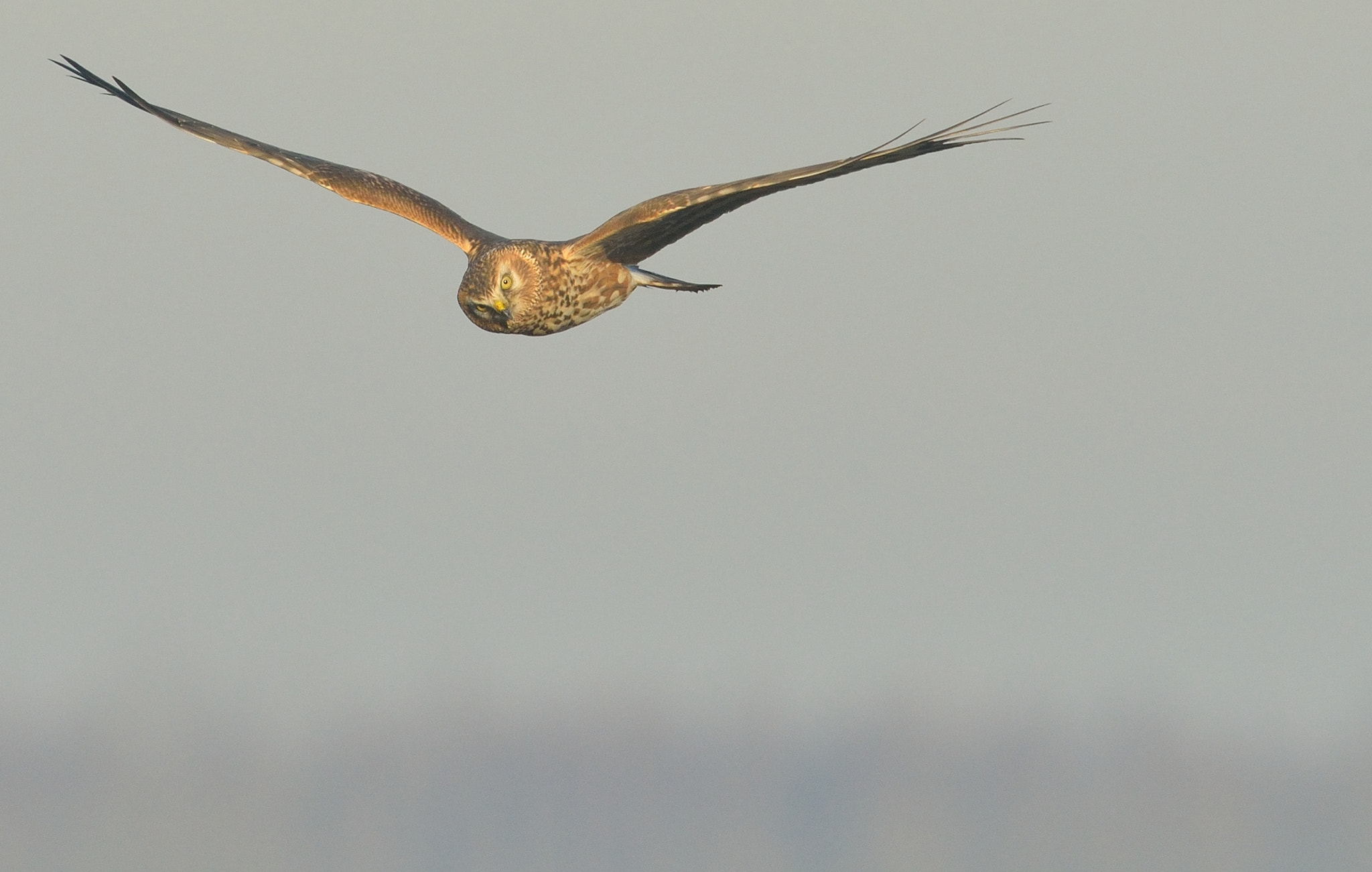 Nikon AF-S Nikkor 400mm F2.8D ED-IF II sample photo. Blauwe kiekendief photography