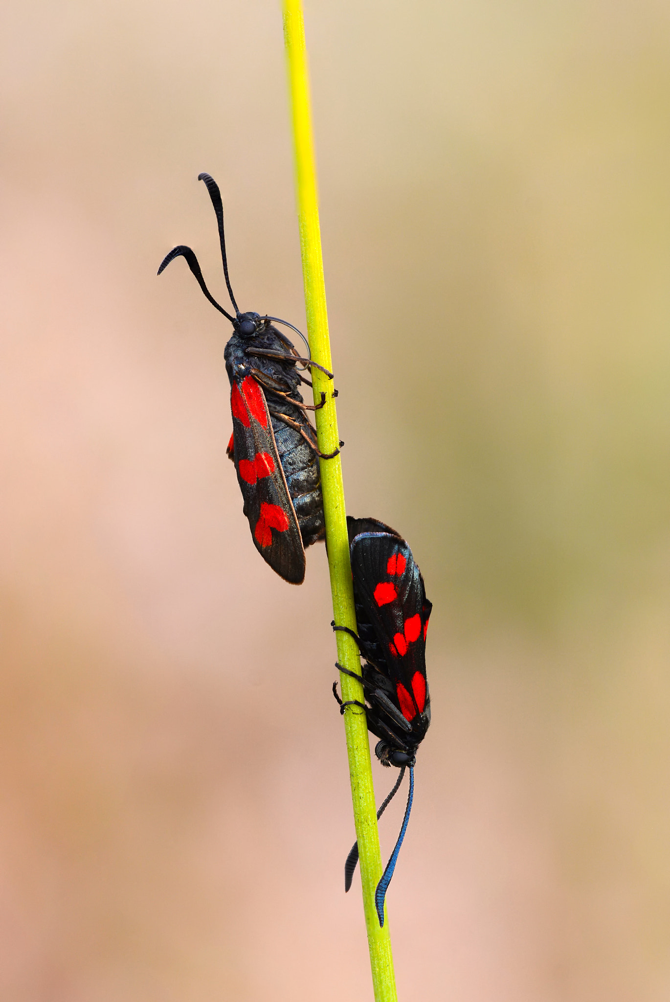 Sigma 150mm F2.8 EX DG Macro HSM sample photo. Six-spot burnet photography