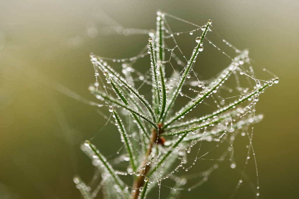 Morning dew by Jan Drahokoupil on 500px.com