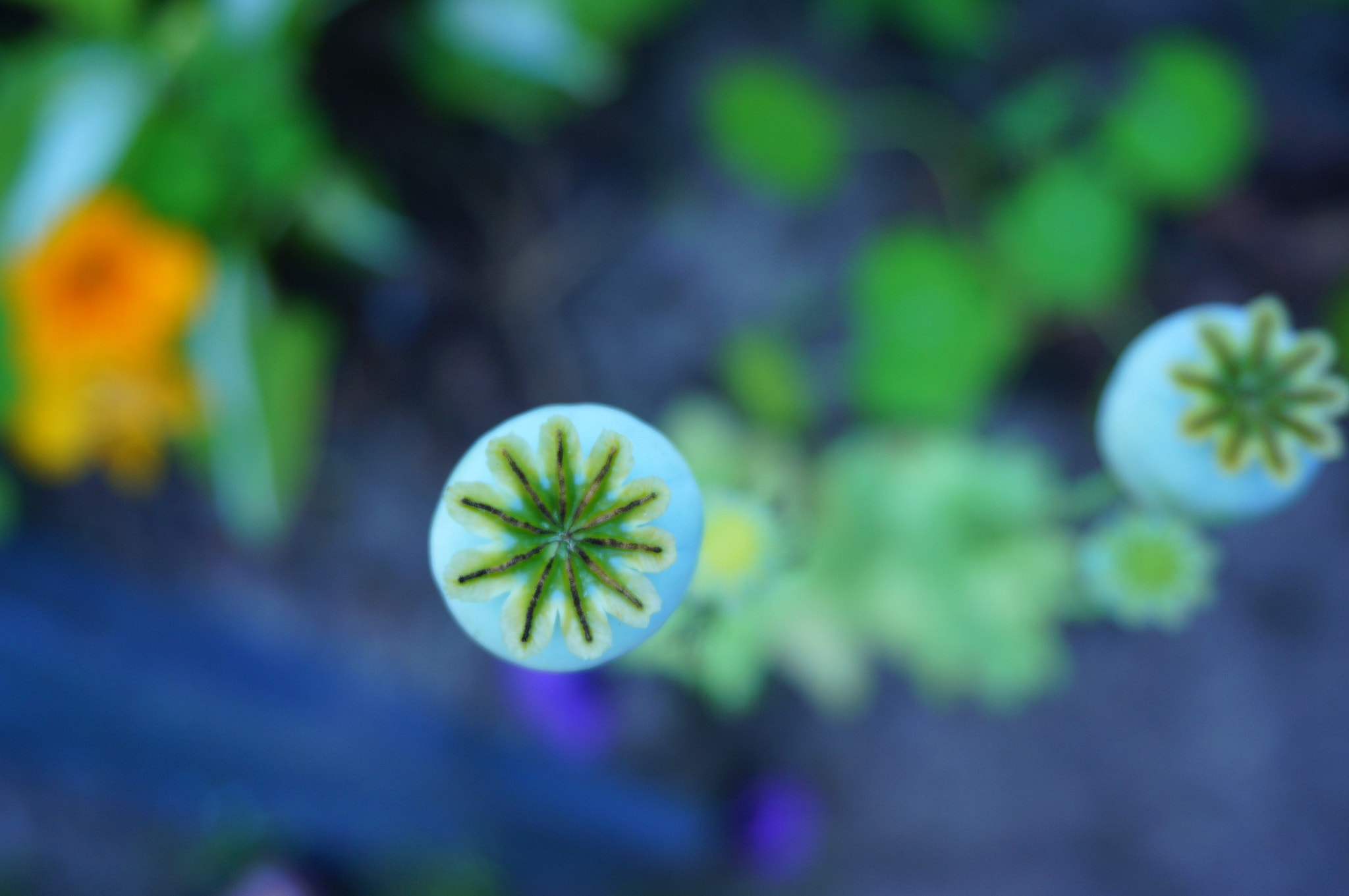 Sony Alpha NEX-5R + Sony E 18-50mm F4-5.6 sample photo. Poppies i photography