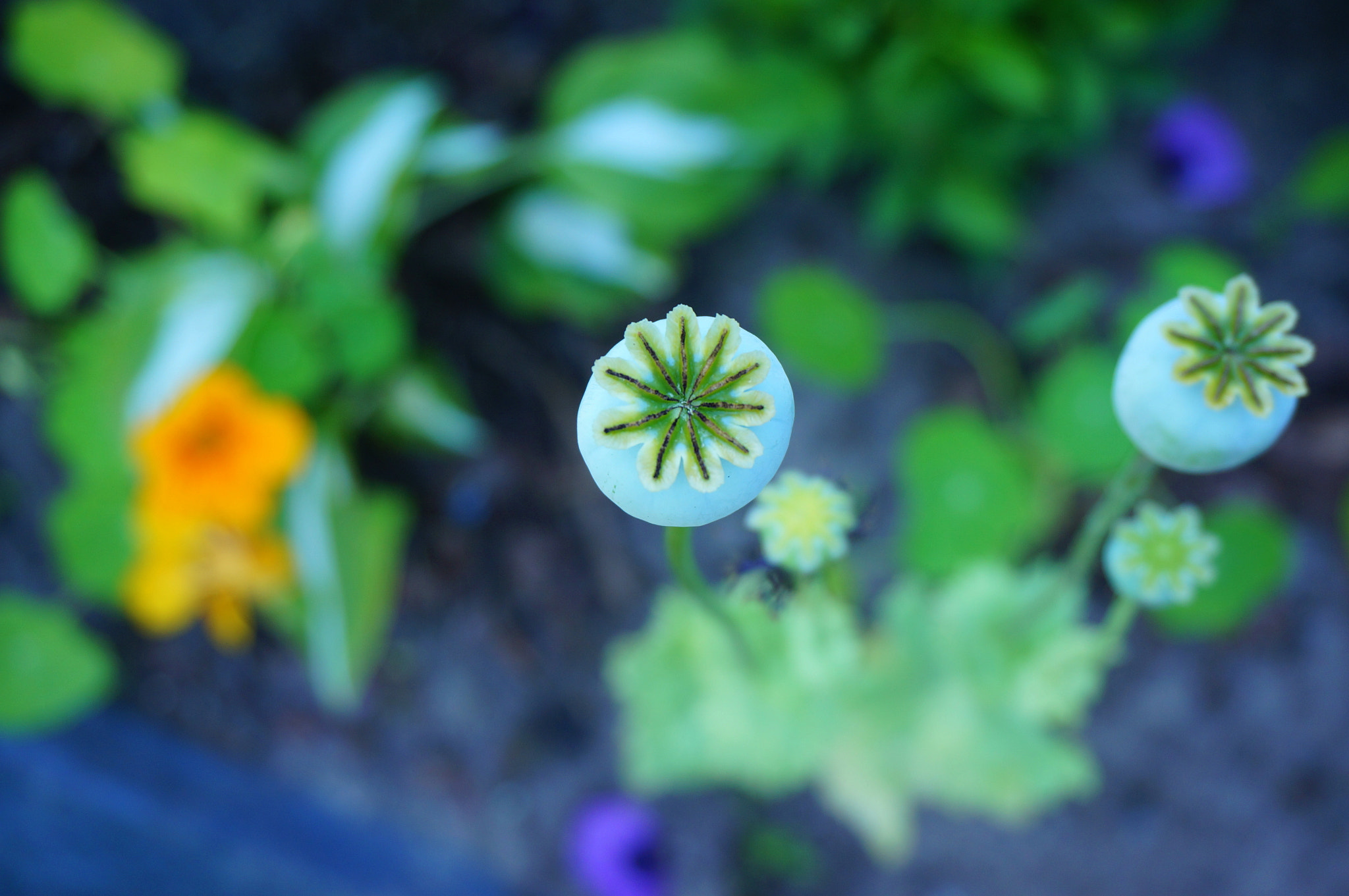 Sony Alpha NEX-5R + Sony E 18-50mm F4-5.6 sample photo. Poppies ii photography