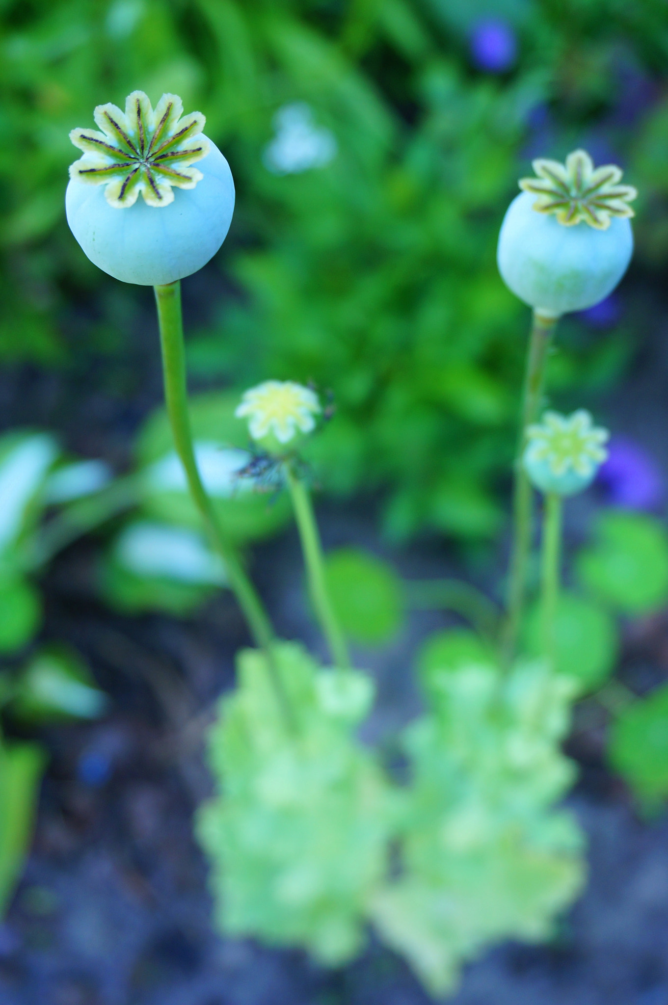 Sony Alpha NEX-5R + Sony E 18-50mm F4-5.6 sample photo. Poppies iii photography