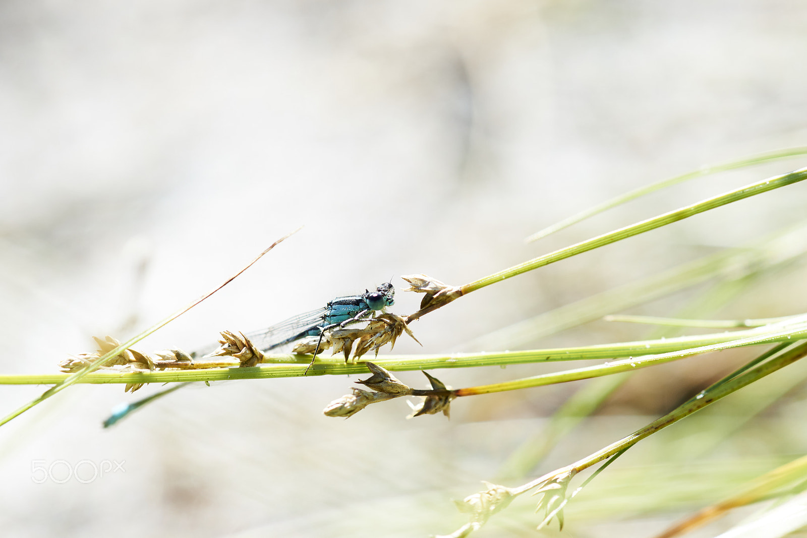 Sony a99 II + Tamron SP AF 90mm F2.8 Di Macro sample photo. Blue damselfly photography