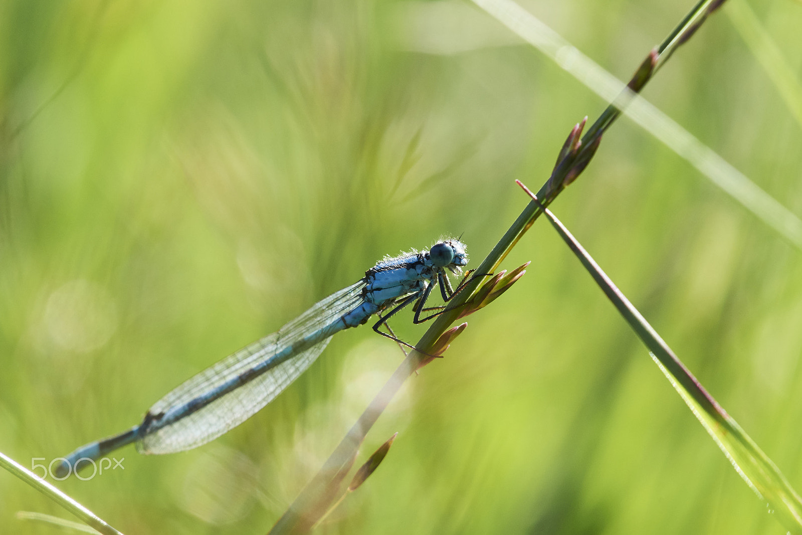 Sony a99 II + Tamron SP AF 90mm F2.8 Di Macro sample photo. Blue damselfly photography