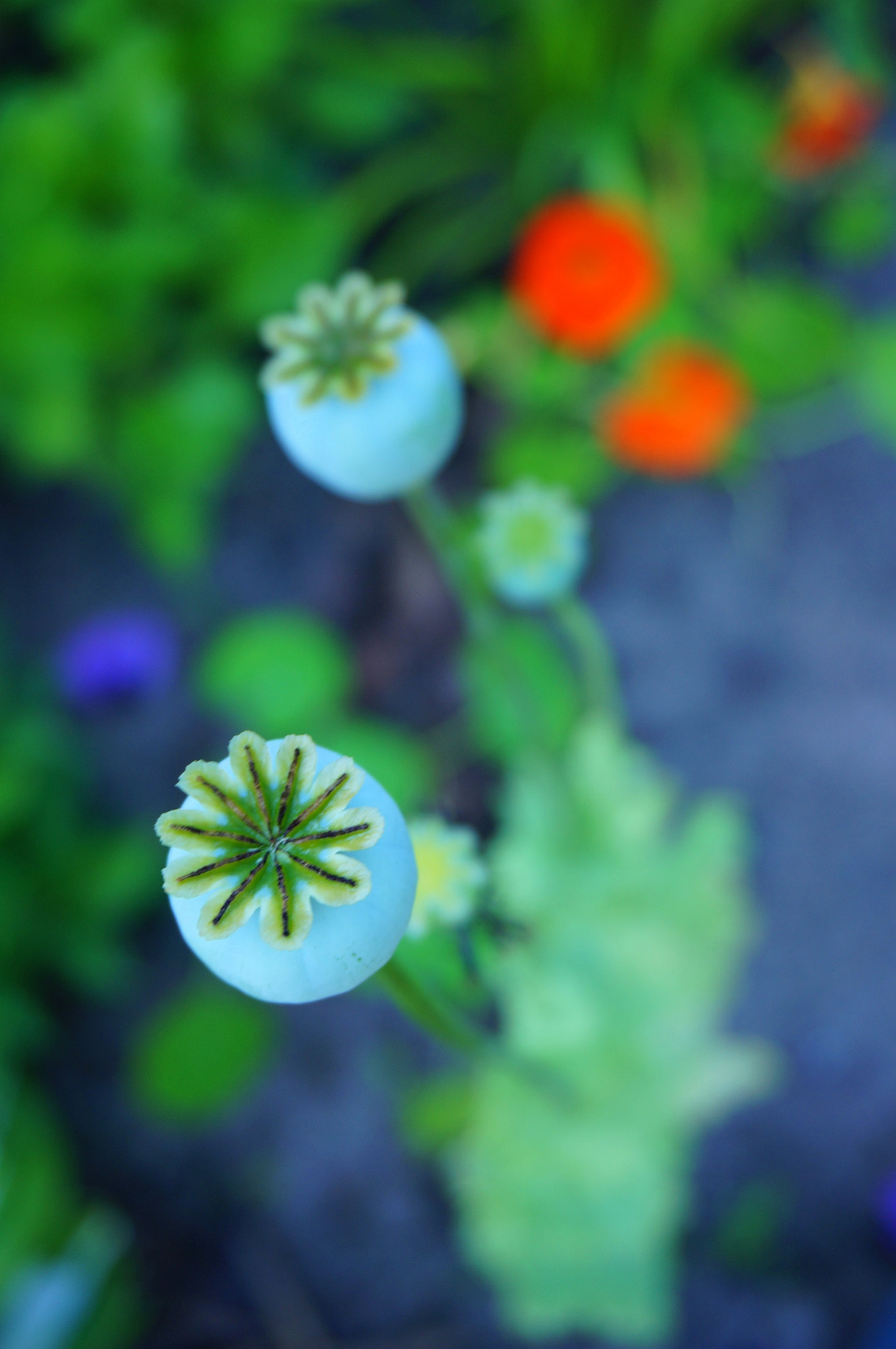 Sony Alpha NEX-5R + Sony E 18-50mm F4-5.6 sample photo. Poppies iv photography